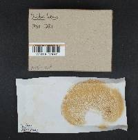 Suillus luteus image