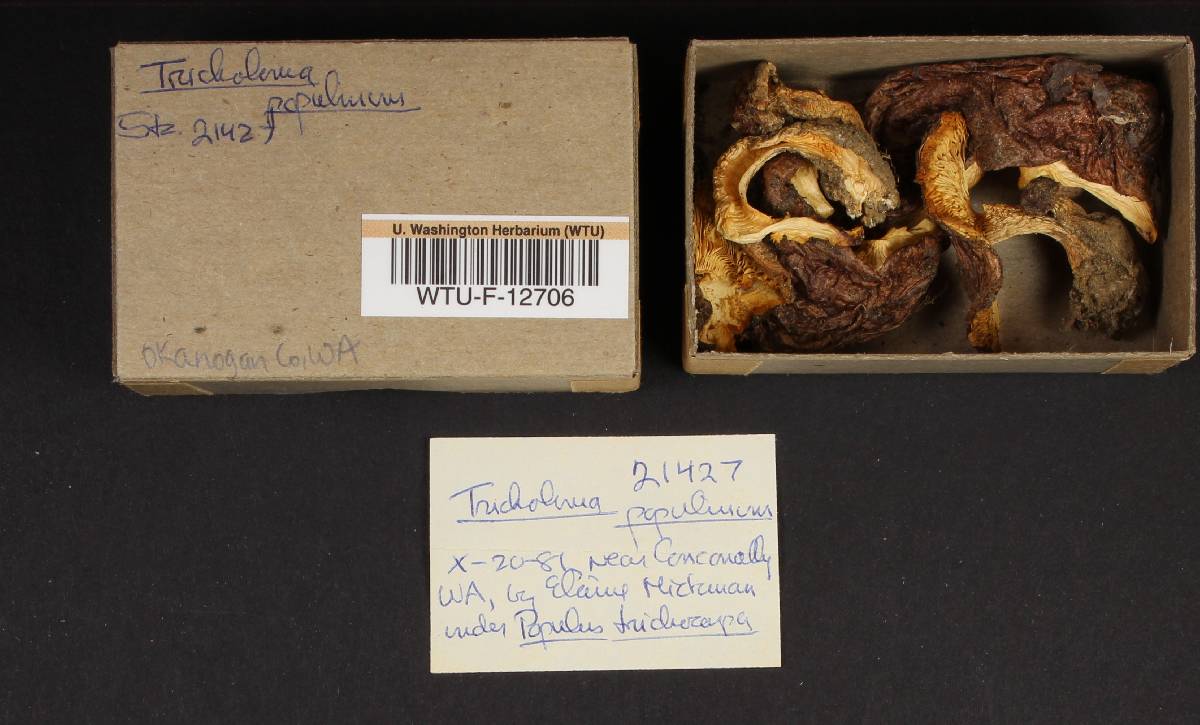 Tricholoma populinum image