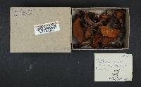 Suillus brevipes image