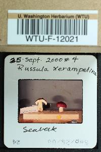 Russula xerampelina image