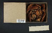 Suillus luteus image