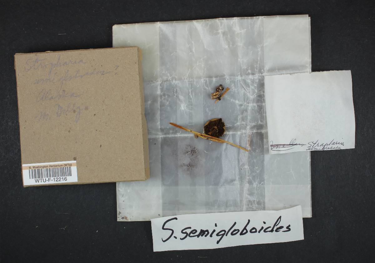 Stropharia semigloboides image
