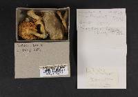 Tricholoma terreum image