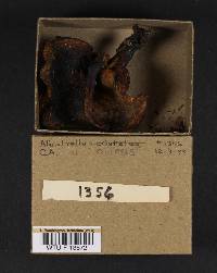 Albatrellus ovinus image