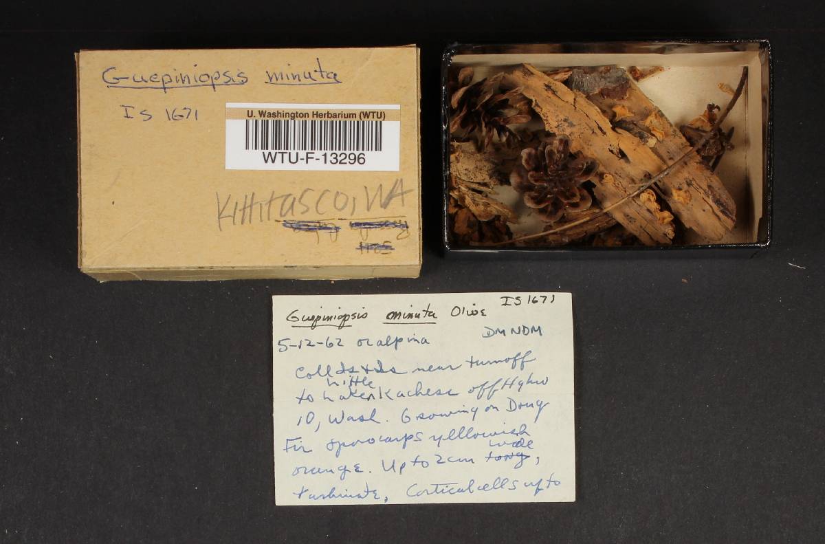 Guepiniopsis minuta image