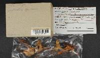 Cantharellus formosus image