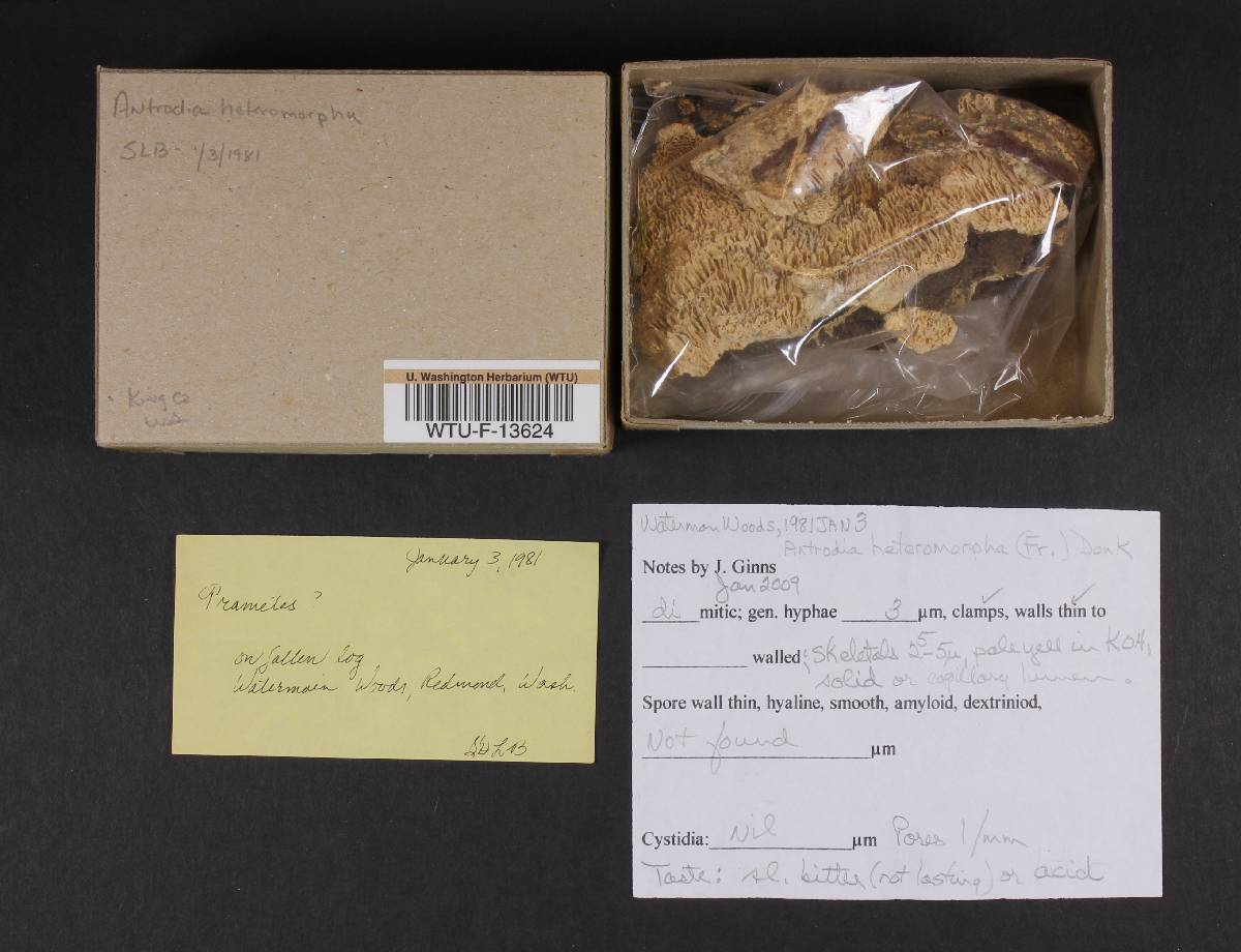 Antrodia heteromorpha image
