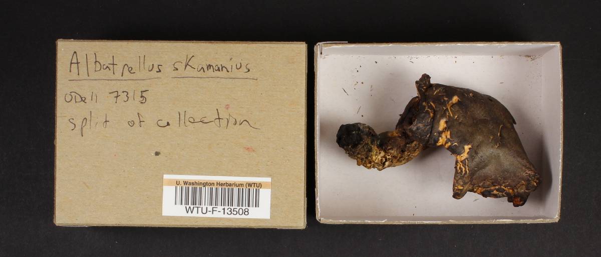 Albatrellus skamanius image