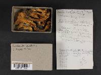 Cantharellus subalbidus image