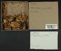 Clavulina coralloides image