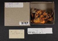 Albatrellus flettii image