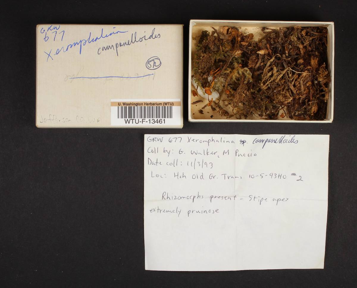 Xeromphalina campanelloides image