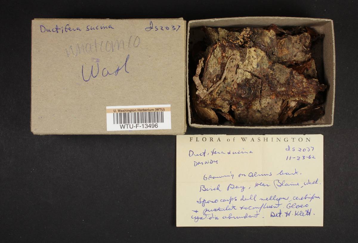 Ductifera sucina image