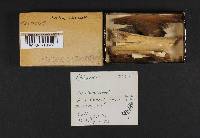 Exidia truncata image