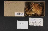 Abortiporus biennis image