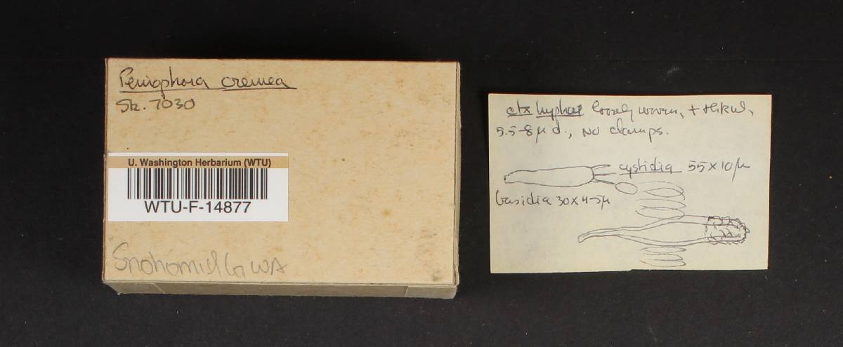 Phanerochaete sordida image