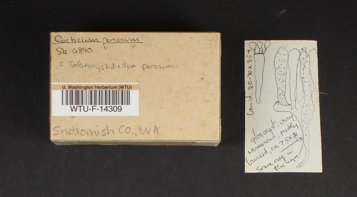 Gloeocystidiellum porosum image