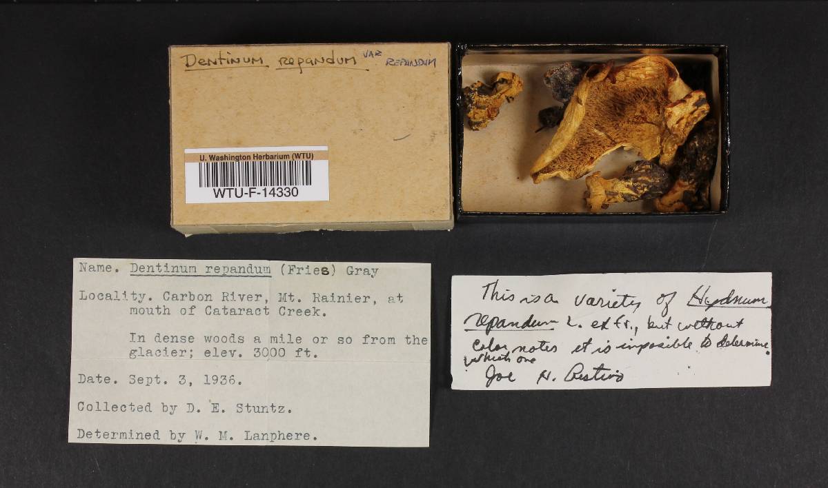 Dentinum repandum var. repandum image