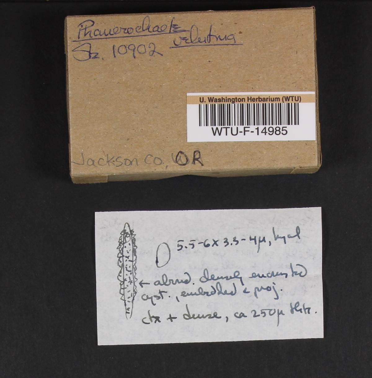 Phanerochaete velutina image