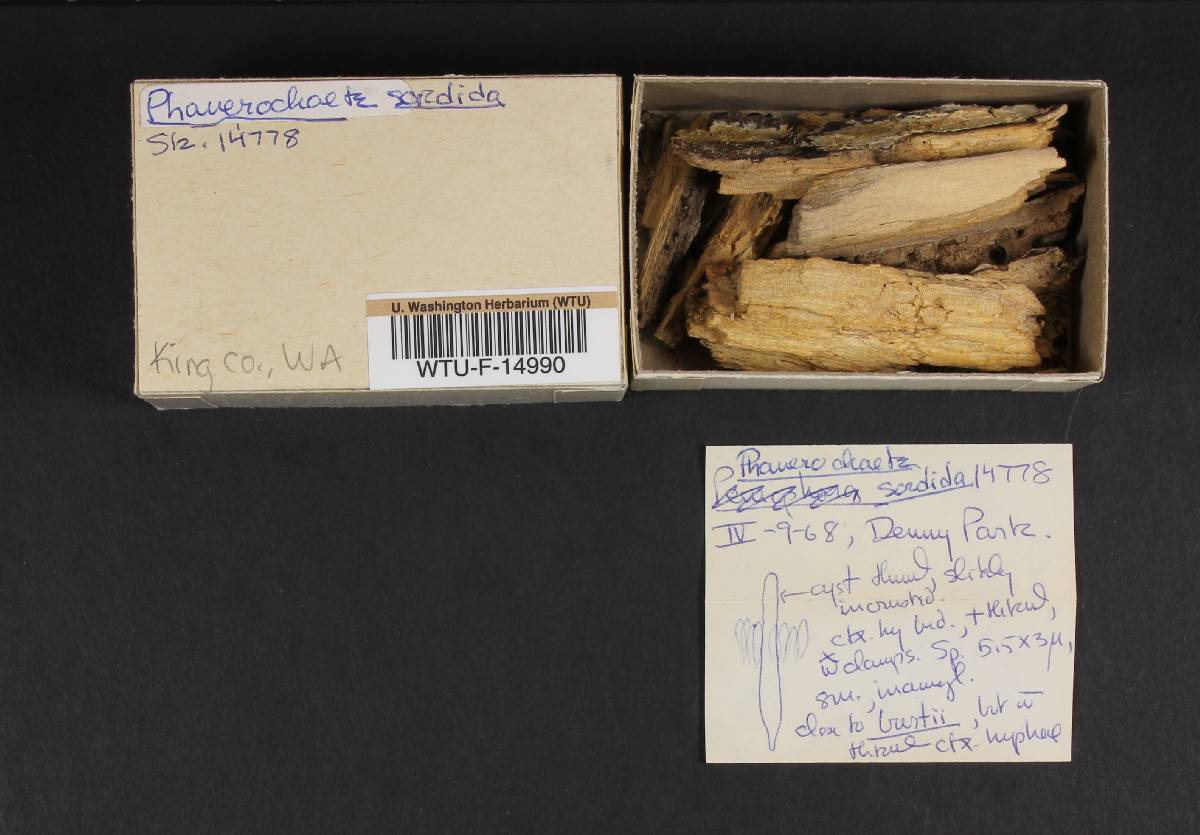 Phanerochaete sordida image