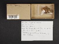 Postia caesia image