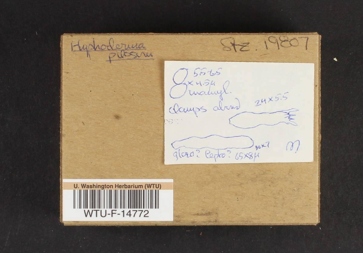 Hyphoderma pilosum image