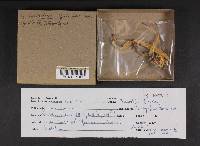 Clavariadelphus occidentalis image