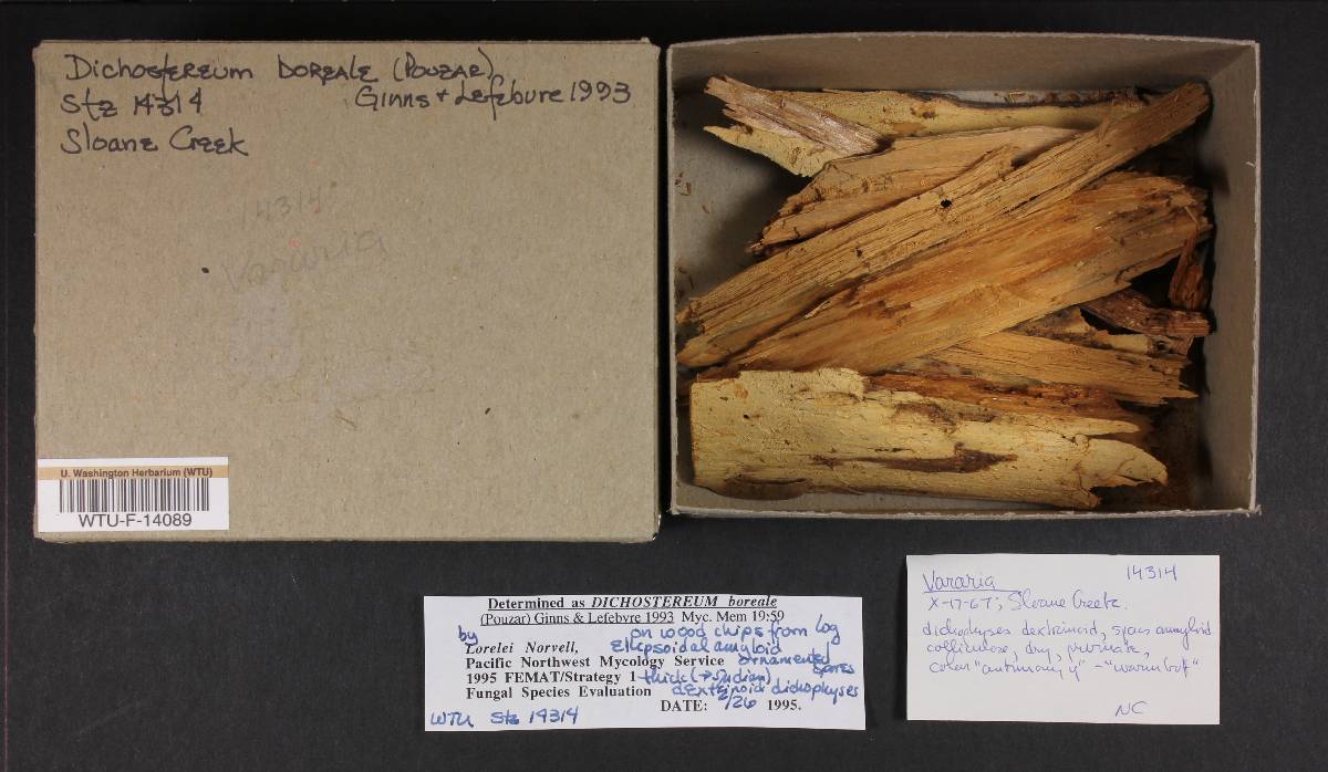 Dichostereum boreale image