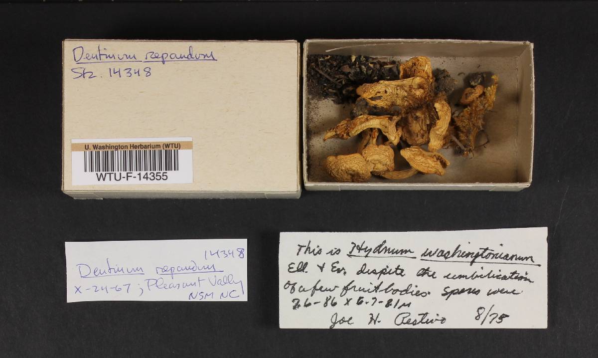 Hydnum albertense image