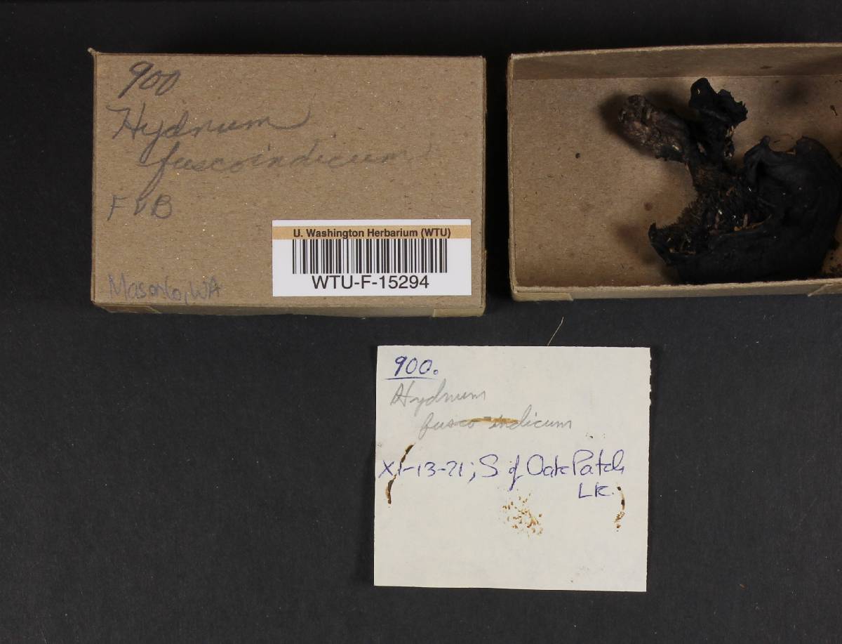 Hydnum fuscoindicum image