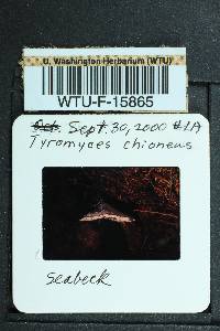 Tyromyces chioneus image