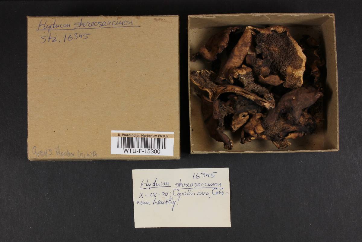 Hydnum stereosarcinon image