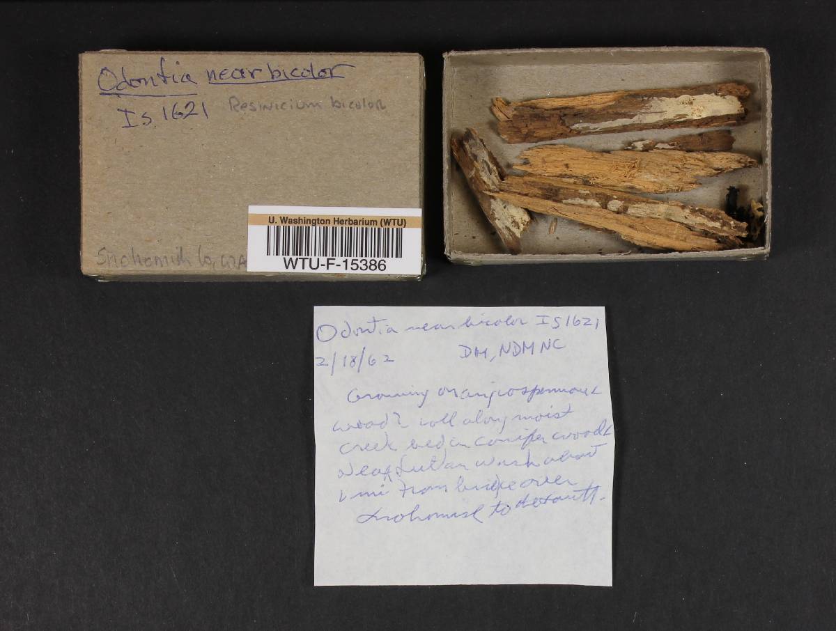 Resinicium bicolor image