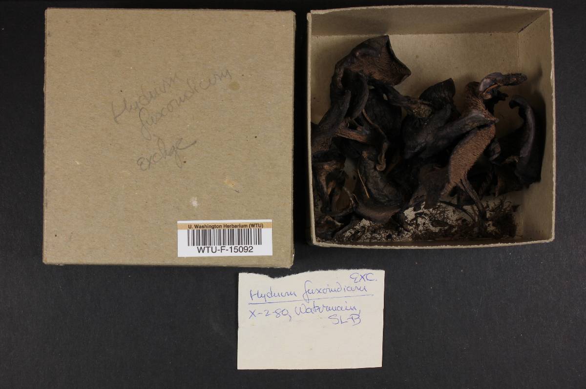 Hydnum fuscoindicum image