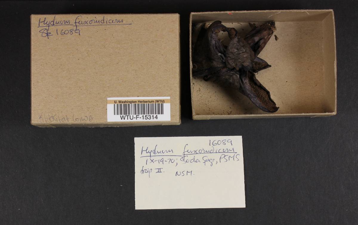 Hydnum fuscoindicum image