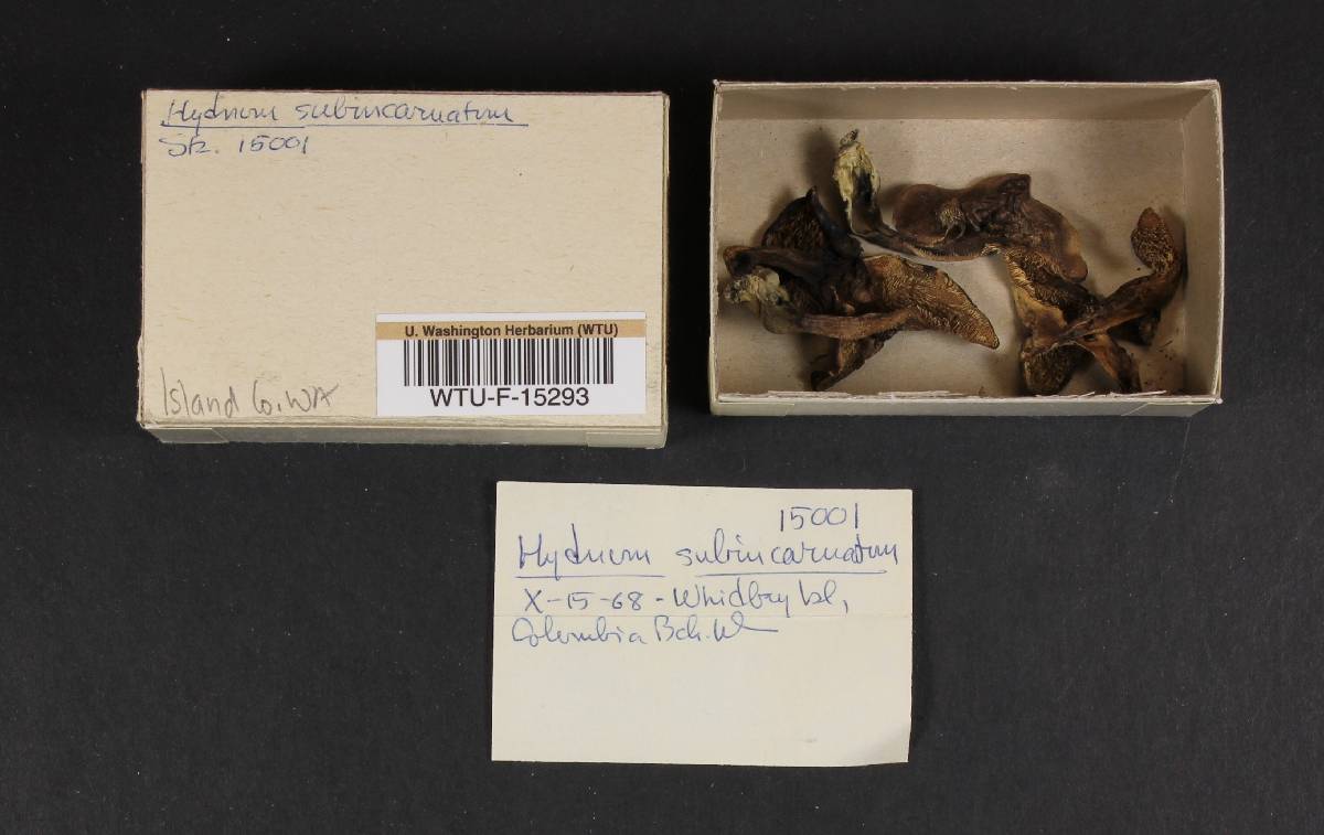 Hydnum subincarnatum image