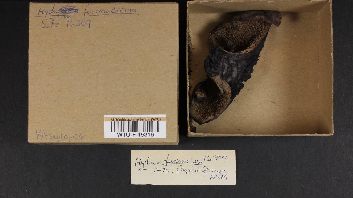 Hydnum fuscoindicum image