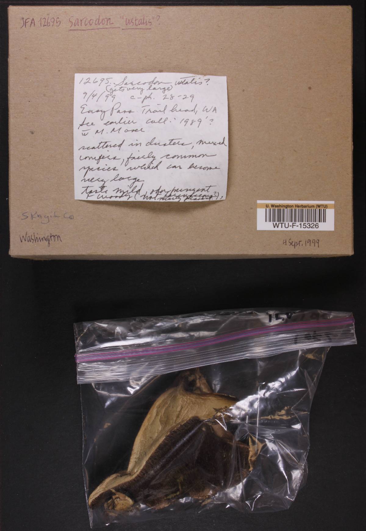 Sarcodon ustalis image