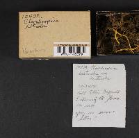 Clavulinopsis laeticolor image