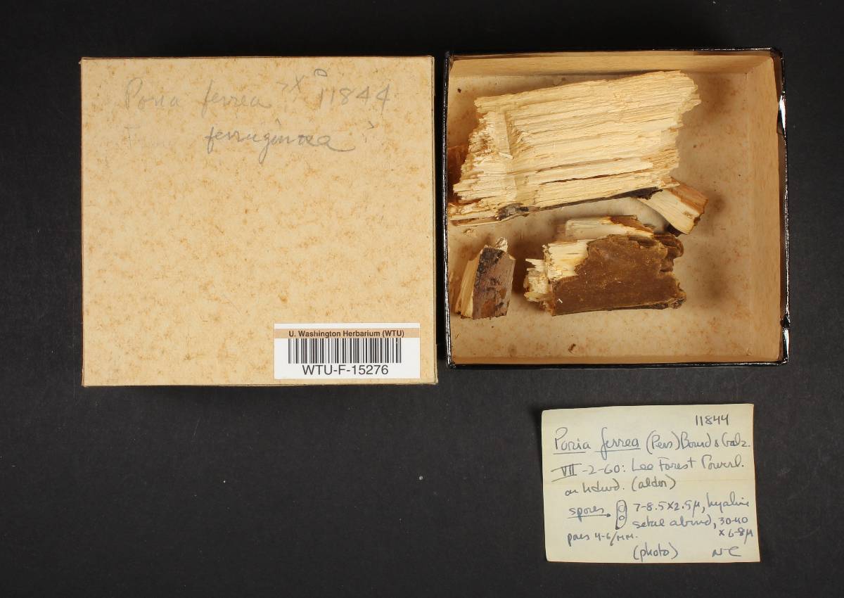 Fuscoporia image