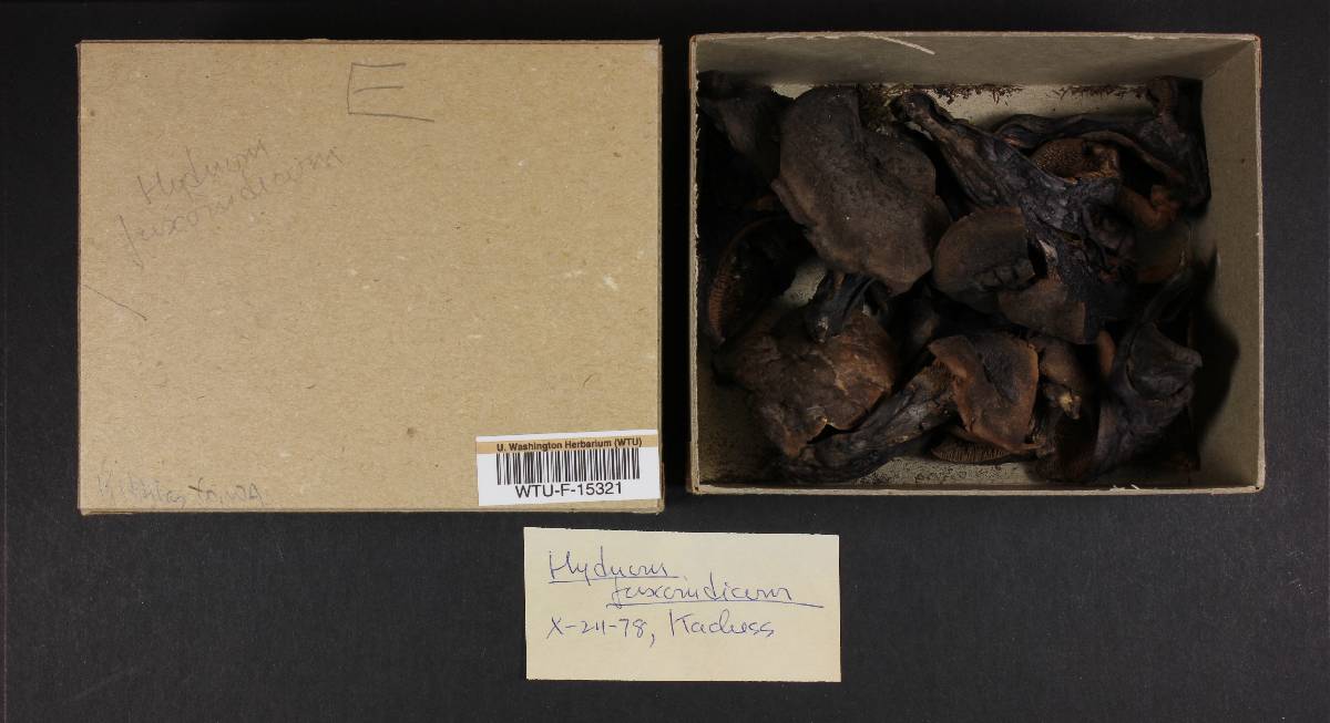 Hydnum fuscoindicum image