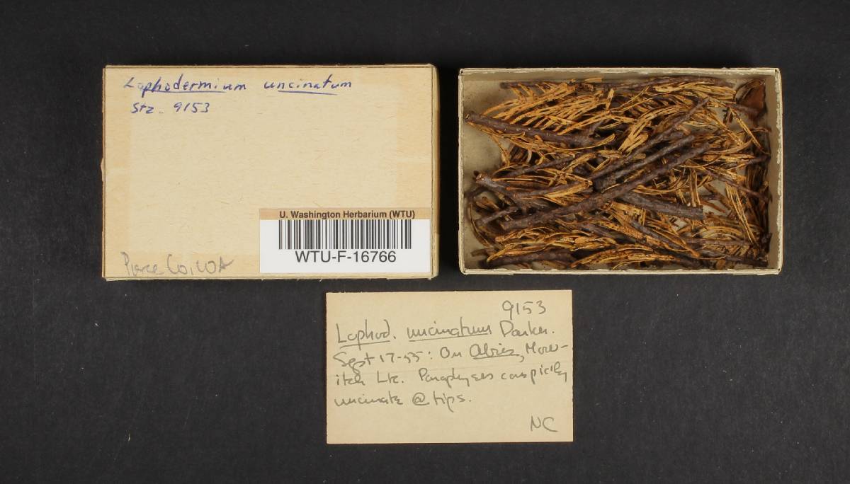 Lophodermium uncinatum image