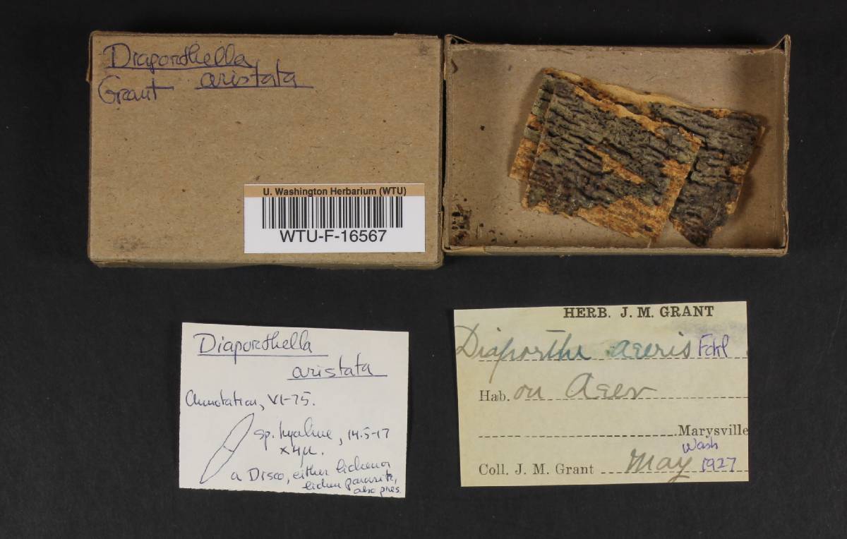 Diaporthella aristata image