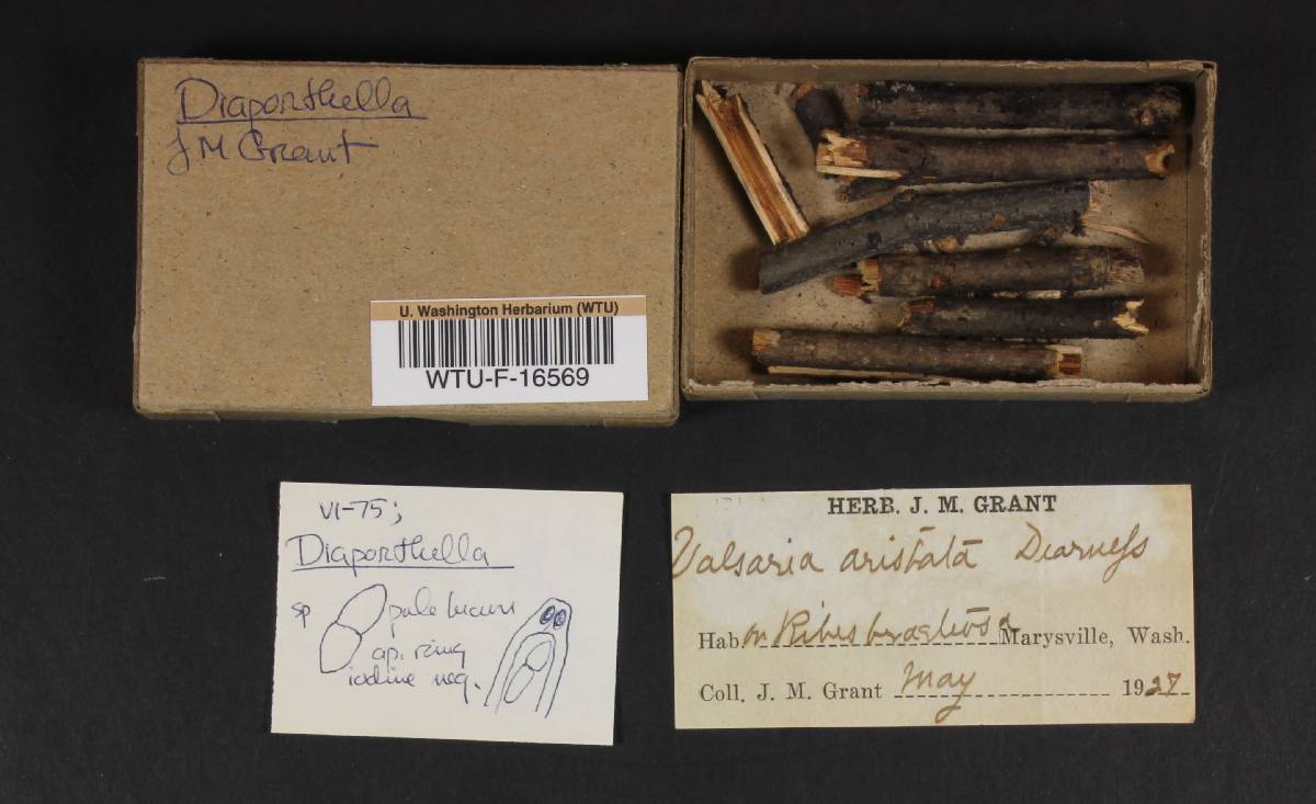 Valsaria acericola image