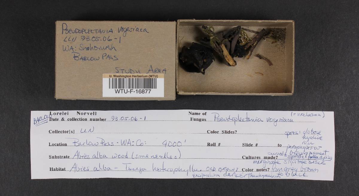 Pseudoplectania vogesiaca image