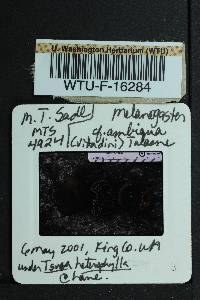 Melanogaster ambiguus image