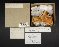 Gyromitra infula image