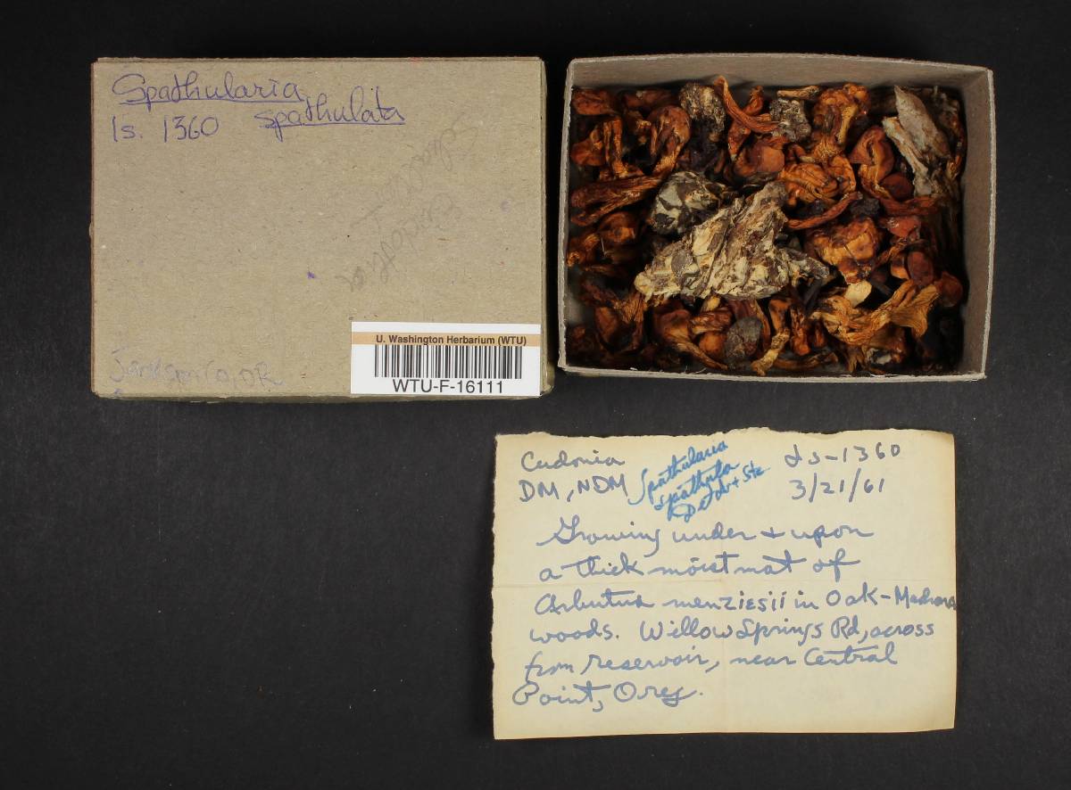 Pachycudonia spathulata image