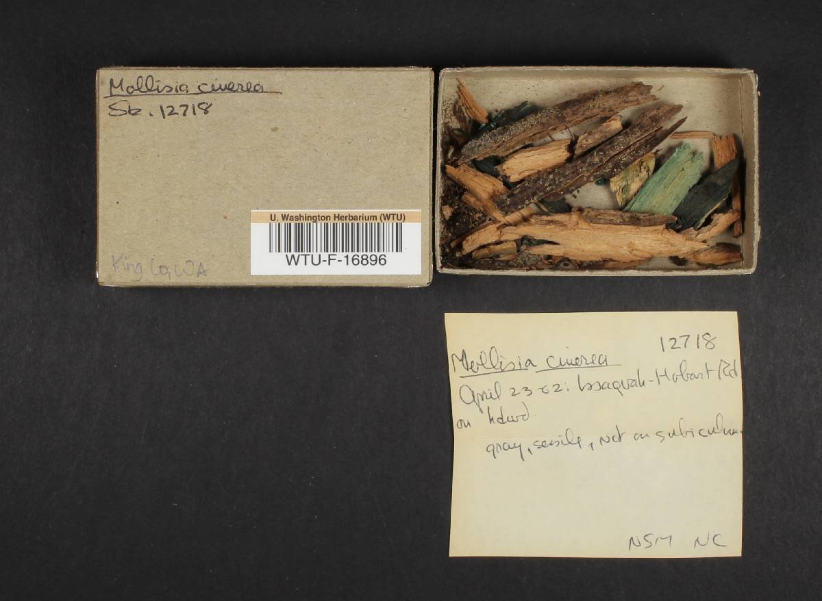 Mollisia cinerascens image