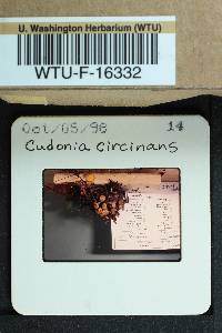 Cudonia circinans image